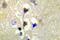 Protein Kinase D1 antibody, PA5-36890, Invitrogen Antibodies, Immunohistochemistry frozen image 