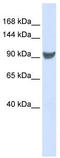 Exportin 1 antibody, TA345838, Origene, Western Blot image 