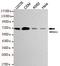 Nuclear Factor, Erythroid 2 Like 1 antibody, M06662, Boster Biological Technology, Western Blot image 