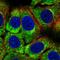 Ribosomal Protein S3 antibody, HPA063339, Atlas Antibodies, Immunocytochemistry image 