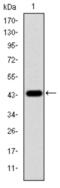 Erk1 antibody, abx011308, Abbexa, Western Blot image 