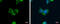 Agmatinase, mitochondrial antibody, GTX120707, GeneTex, Immunofluorescence image 