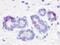 G Protein-Coupled Receptor 52 antibody, NLS3493, Novus Biologicals, Immunohistochemistry paraffin image 