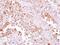 Actin Related Protein 1A antibody, NBP2-15274, Novus Biologicals, Immunohistochemistry frozen image 