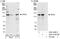 Zinc Fingers And Homeoboxes 3 antibody, A301-410A, Bethyl Labs, Immunoprecipitation image 