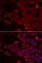 MARCKS-related protein antibody, LS-C334985, Lifespan Biosciences, Immunofluorescence image 