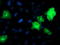 Synaptosome Associated Protein 25 antibody, TA502968, Origene, Immunofluorescence image 