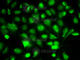 Baculoviral IAP Repeat Containing 2 antibody, A0985, ABclonal Technology, Immunofluorescence image 