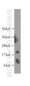 BCL2 Related Protein A1 antibody, 12223-1-AP, Proteintech Group, Western Blot image 