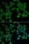 Flotillin 2 antibody, orb247511, Biorbyt, Immunofluorescence image 