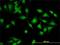 Cytohesin 2 antibody, H00009266-M02, Novus Biologicals, Immunofluorescence image 