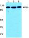 M-Phase Phosphoprotein 9 antibody, A11350-1, Boster Biological Technology, Western Blot image 
