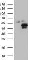 Protein O-Mannose Kinase antibody, CF804625, Origene, Western Blot image 