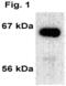 Estrogen Receptor 1 antibody, ALX-803-004-C050, Enzo Life Sciences, Western Blot image 