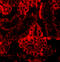 Interferon Regulatory Factor 3 antibody, 3397, ProSci Inc, Immunofluorescence image 