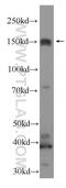 Jagged Canonical Notch Ligand 2 antibody, 19696-1-AP, Proteintech Group, Western Blot image 