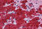 Glutathione S-transferase A3 antibody, MBS245740, MyBioSource, Immunohistochemistry frozen image 