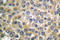 Melan-A antibody, LS-C176110, Lifespan Biosciences, Immunohistochemistry frozen image 