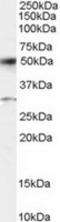 CREB2 antibody, TA302732, Origene, Western Blot image 