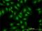 S100 Calcium Binding Protein A13 antibody, H00006284-M01, Novus Biologicals, Immunofluorescence image 