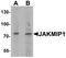 Janus Kinase And Microtubule Interacting Protein 1 antibody, LS-B10069, Lifespan Biosciences, Western Blot image 