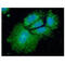 Serine Hydroxymethyltransferase 1 antibody, GTX57666, GeneTex, Immunofluorescence image 