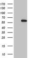 Glutamyl-TRNA Synthetase 2, Mitochondrial antibody, TA810468, Origene, Western Blot image 