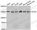 Splicing factor 3A subunit 1 antibody, A4399, ABclonal Technology, Western Blot image 