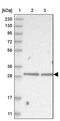 Zinc Finger C2HC-Type Containing 1A antibody, PA5-55163, Invitrogen Antibodies, Western Blot image 
