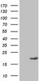 hAG-2 antibody, TA809781, Origene, Western Blot image 