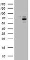 Probable ATP-dependent RNA helicase DDX56 antibody, CF802817, Origene, Western Blot image 