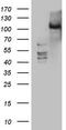 Protein Kinase D3 antibody, TA805583S, Origene, Western Blot image 