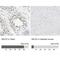 NELF-E antibody, NBP1-88036, Novus Biologicals, Immunohistochemistry paraffin image 