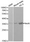 RNA Binding Fox-1 Homolog 3 antibody, TA326863, Origene, Western Blot image 