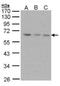 Proteasome 19S S3 antibody, NBP1-31530, Novus Biologicals, Western Blot image 