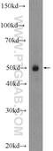 COUP transcription factor 1 antibody, 24573-1-AP, Proteintech Group, Western Blot image 