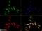 Abhydrolase Domain Containing 5 antibody, NB110-41576, Novus Biologicals, Immunofluorescence image 