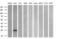 Cbp/P300 Interacting Transactivator With Glu/Asp Rich Carboxy-Terminal Domain 1 antibody, MA5-26831, Invitrogen Antibodies, Western Blot image 