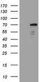 Zinc Finger Protein 449 antibody, LS-C791686, Lifespan Biosciences, Western Blot image 