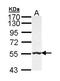 Galactose-3-O-Sulfotransferase 1 antibody, orb69868, Biorbyt, Western Blot image 