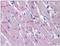 Pappalysin-2 antibody, AP31246PU-N, Origene, Immunohistochemistry paraffin image 