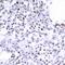 Structural Maintenance Of Chromosomes 1A antibody, 79-356, ProSci, Immunohistochemistry paraffin image 