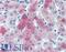 Complement C6 antibody, LS-B3294, Lifespan Biosciences, Immunohistochemistry paraffin image 