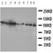 Valosin Containing Protein antibody, orb107641, Biorbyt, Western Blot image 