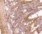 FAS antibody, NBP2-66833, Novus Biologicals, Immunohistochemistry paraffin image 