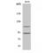Cyclin-dependent kinase 11B antibody, LS-C385504, Lifespan Biosciences, Western Blot image 