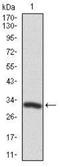 Twinfilin Actin Binding Protein 1 antibody, NBP2-37456, Novus Biologicals, Western Blot image 