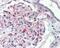 Jagged Canonical Notch Ligand 1 antibody, 49-930, ProSci, Immunohistochemistry paraffin image 