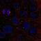 Zinc Finger Protein 620 antibody, NBP2-68752, Novus Biologicals, Immunofluorescence image 