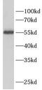 SBP1 antibody, FNab10530, FineTest, Western Blot image 